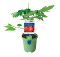 Tomatplanter mix i 11 cm potte